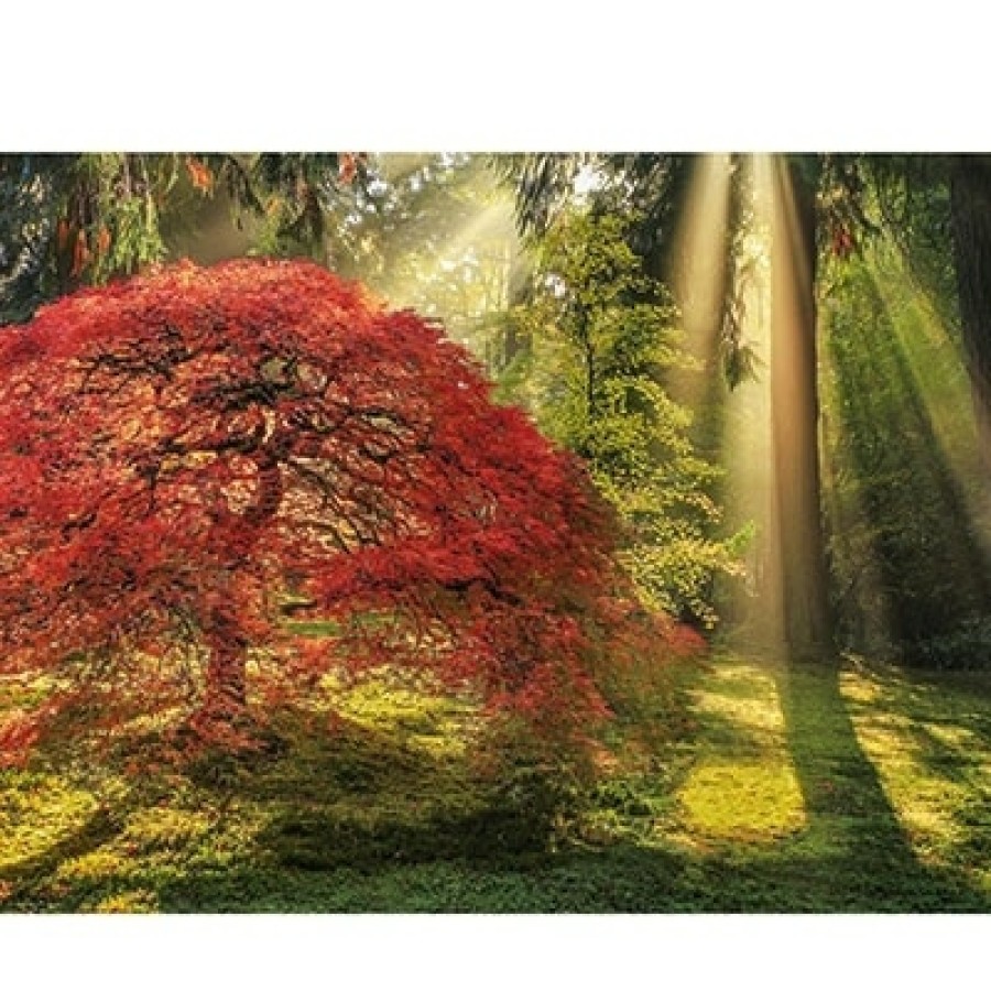 Heye Puzzle 1000 Stukjes | Puzzel Magic Forest - 1000 Stukjes